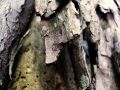 Fragmento de un viejo tronco