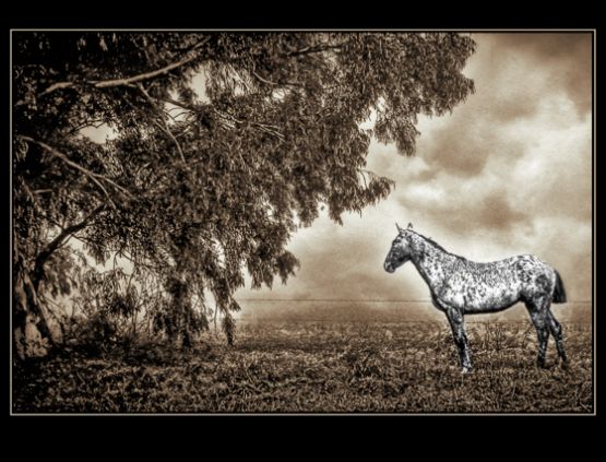 "White Horse" de Jose Carlos Kalinski