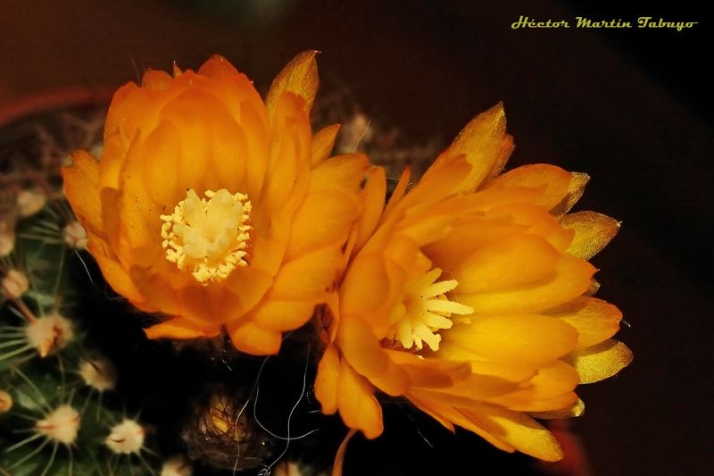 "Flor de Cactus" de Hctor Martn Tabuyo