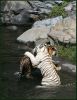 Abrazo de tigre !!
