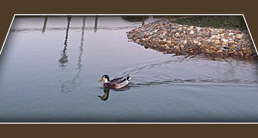 "el pato en el lago" de Elvira Dcm