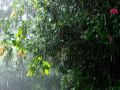 esa eterna pasajera-la lluvia en mi jardin