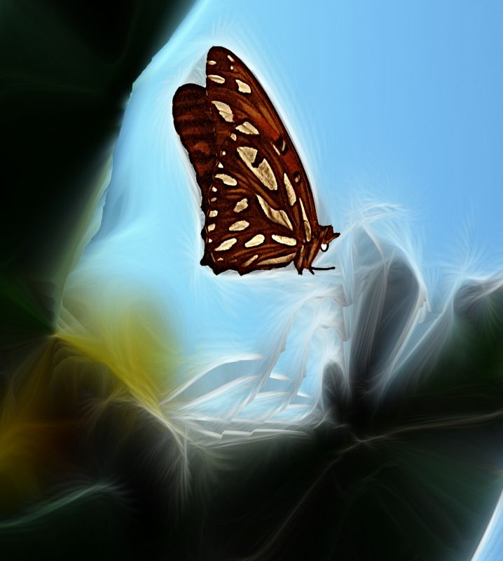 "Mariposa encantada" de Nora Lilian Iturbide ( Noral )