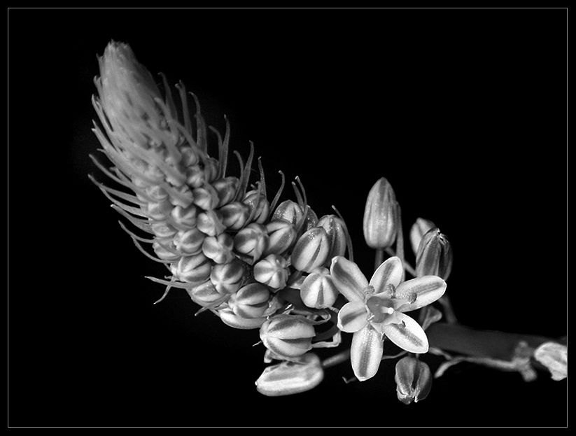 "Una flor" de Eli - Elisabet Ferrari