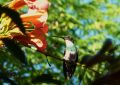 Retrato domstico de un colibr