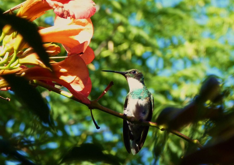 "Retrato domstico de un colibr" de Bernarda Ballesteros