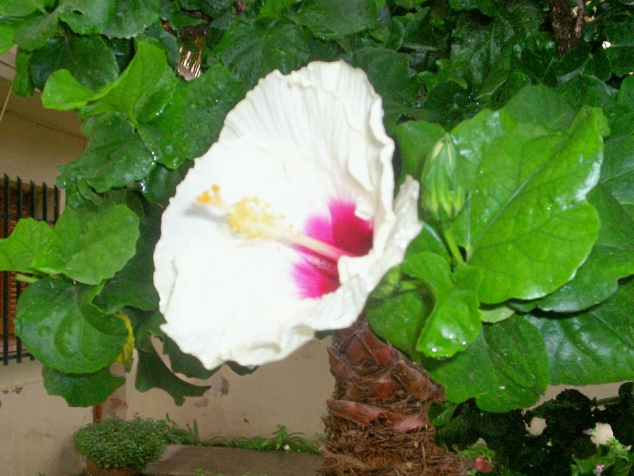 "Rosa blanca" de Ana Maria Real