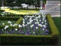 tulipanes publicos