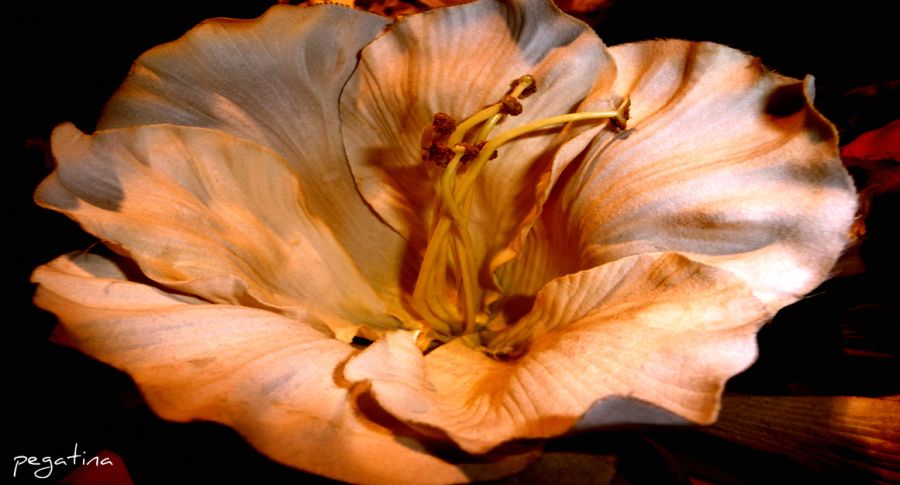 "flor de otoo" de Elvira Dcm