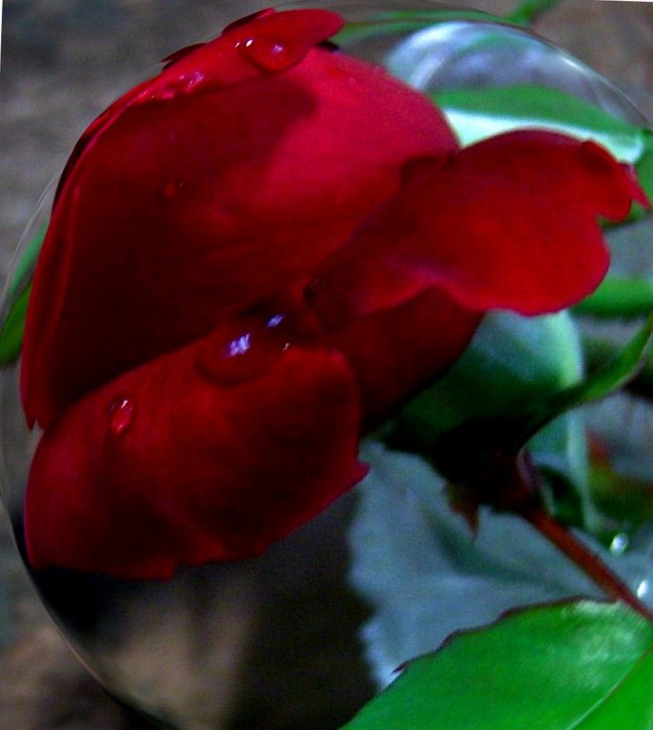 "regando rosas rojas" de Beatriz Di Marzio