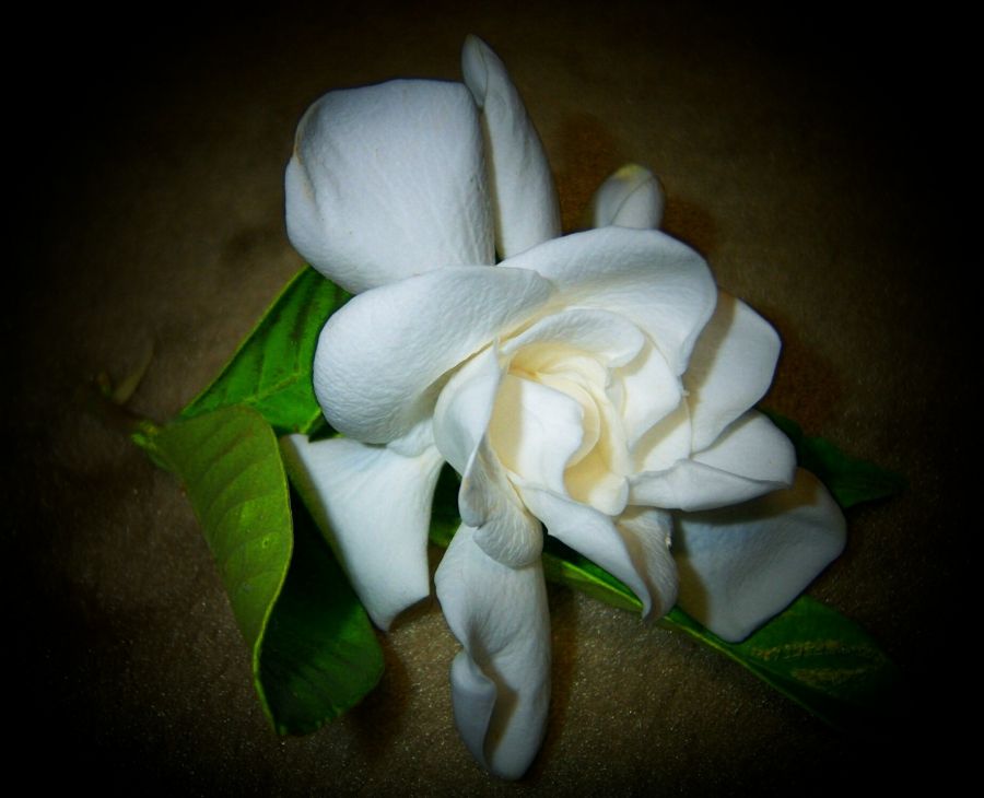 "les mando la flor y el perfume.gardenia." de Beatriz Di Marzio