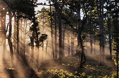 "rayos de sol entre pinos canarios" de Jose Luis Rguez