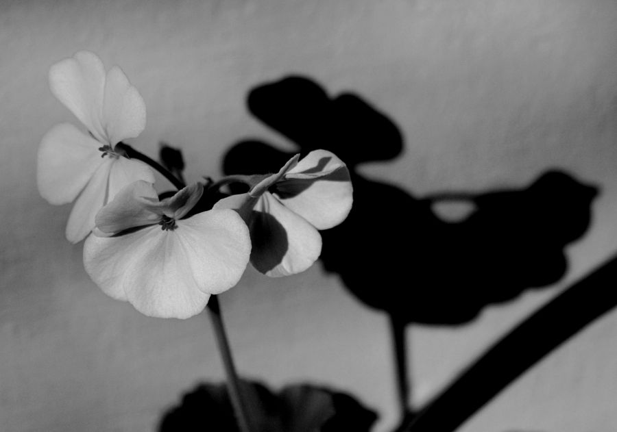 "La flor y su circunstancia" de Carmen Nievas