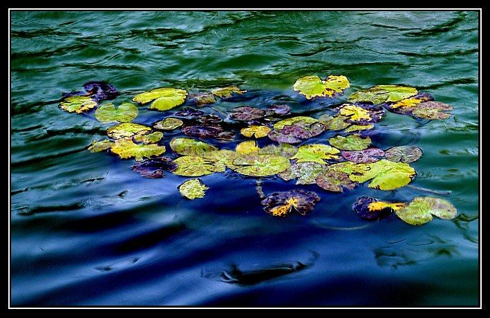 "Colores  de otoo en el estanque..." de Hernn Gonzlez Crapanzano