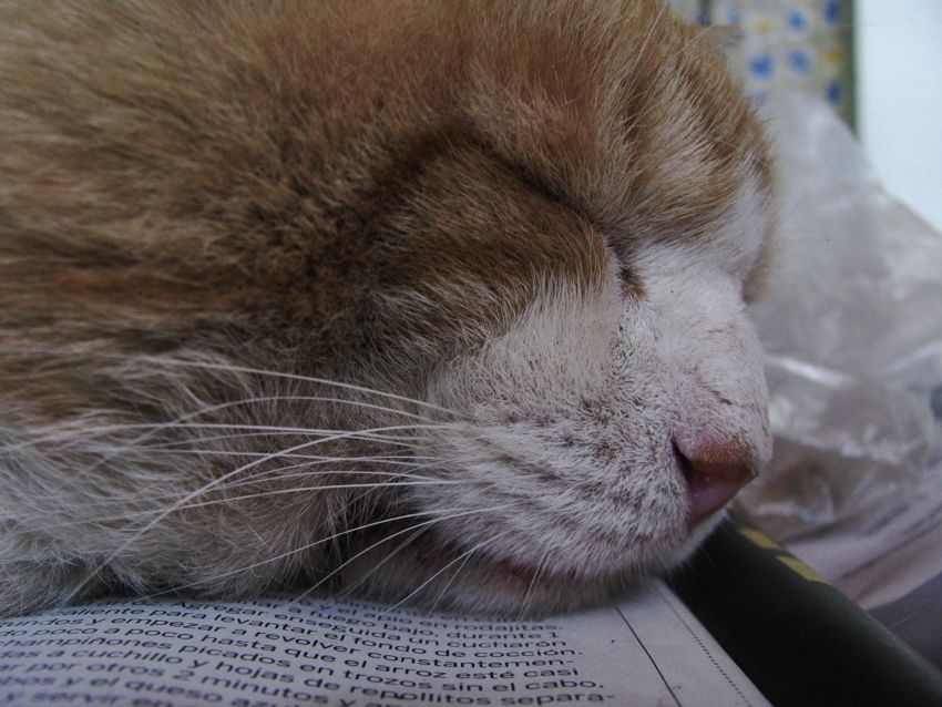 "Estudiar lo adormece" de Jorge Mariscotti (piti)