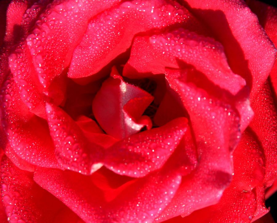 "hermosa flor" de Carlos Duran