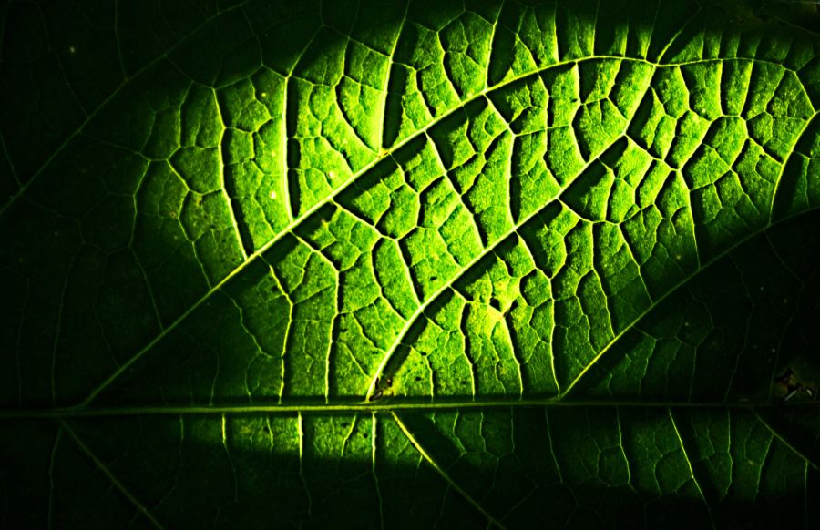 "Textura vegetal" de Osvaldo Sergio Gagliardi