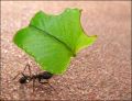 Contraluz de hoja y hormiga