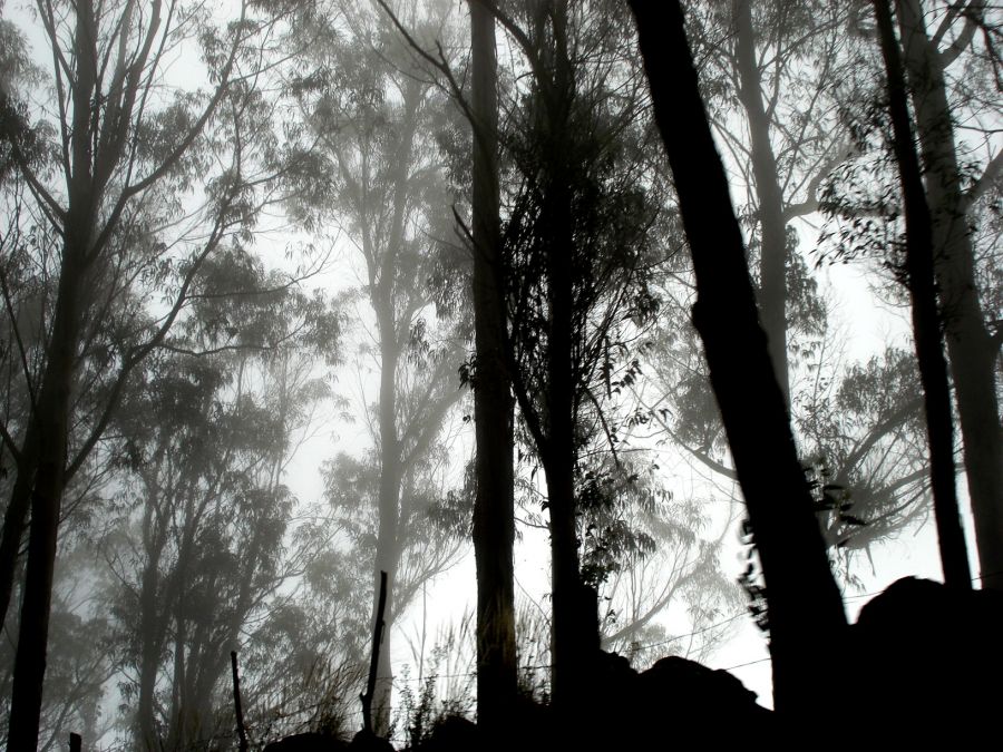 "Llego la noche con su manto de niebla" de Miguel Fernandez Medina ( Elfs )