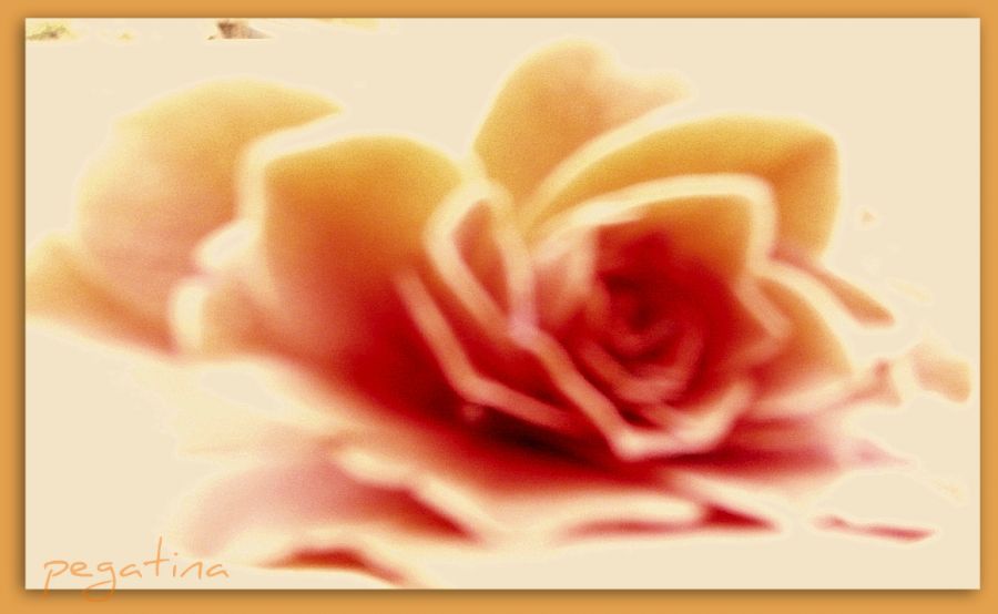 "rosa estival" de Elvira Dcm