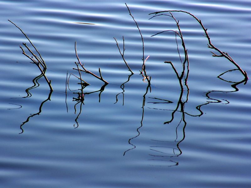 "Reflejos en el lago" de Eli - Elisabet Ferrari