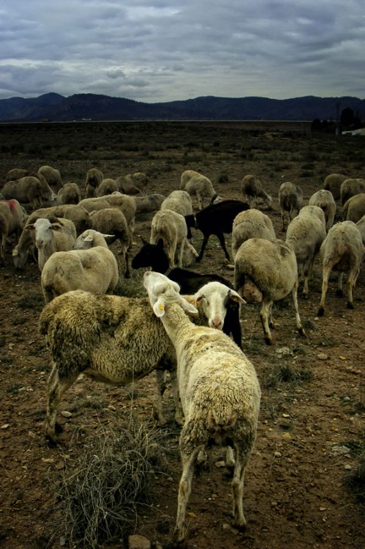 "Cada oveja con..." de Francisco Jos Cerd Ortiz