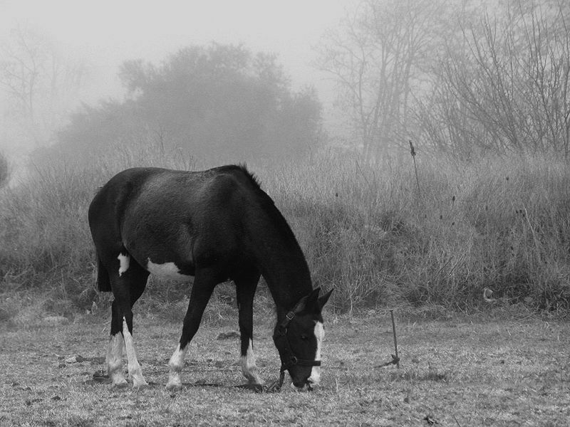 "El caballo y la niebla" de Eli - Elisabet Ferrari