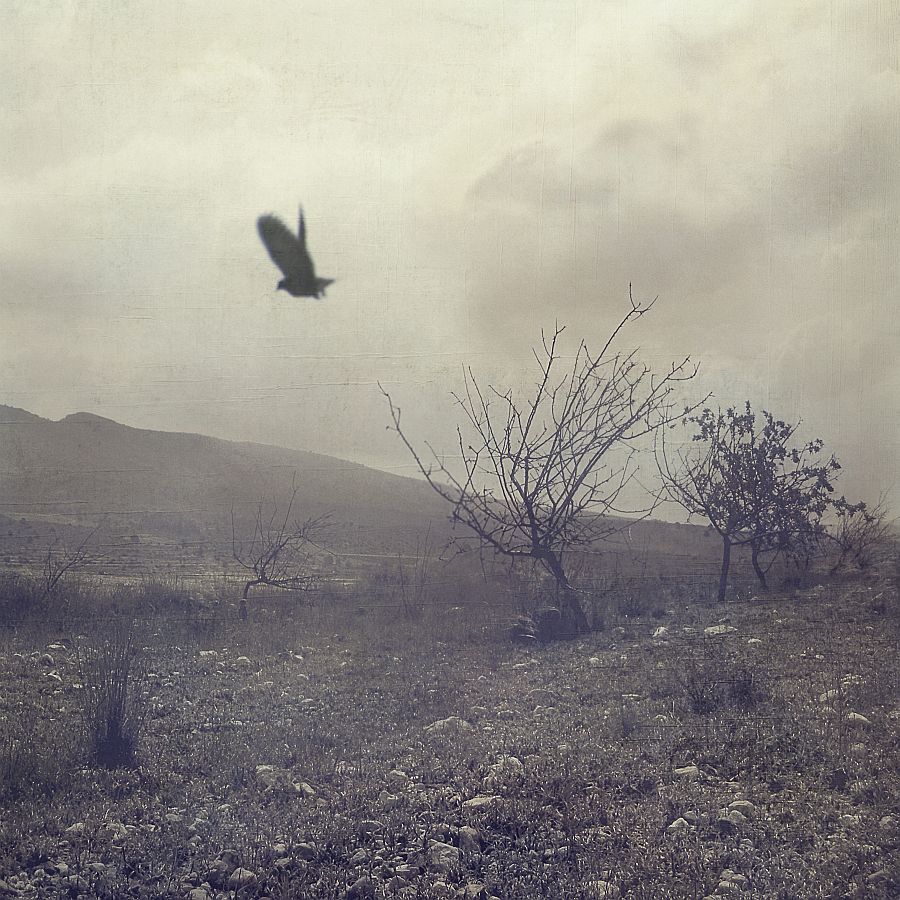 "Alma como paloma" de Francisco Jos Cerd Ortiz