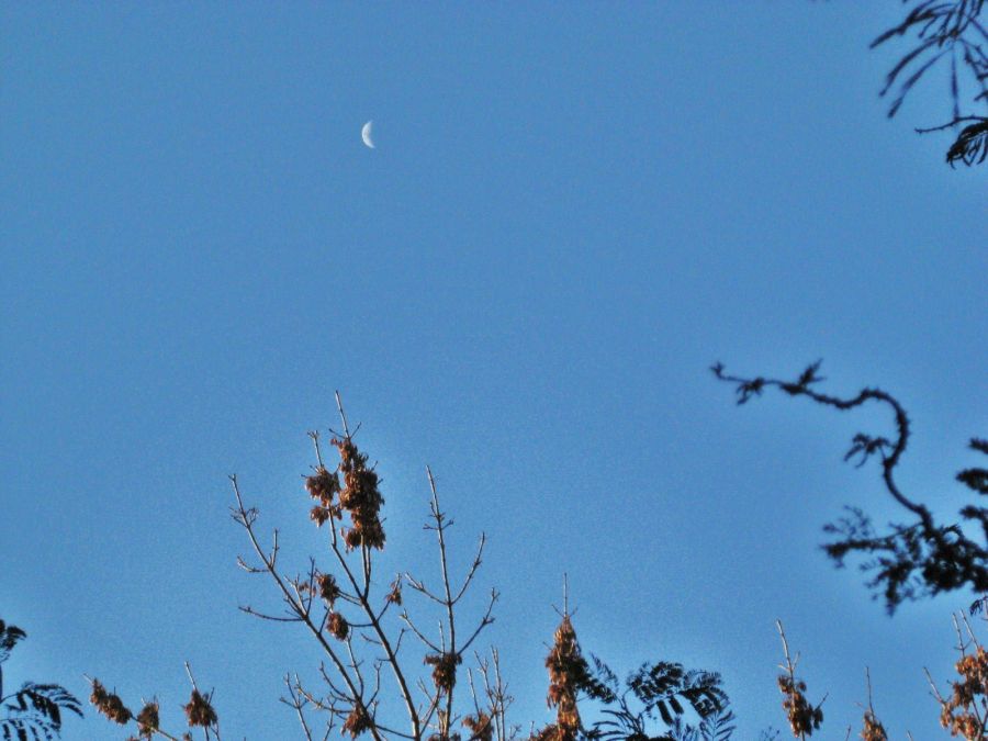 "luna" de Alicia Tiziano