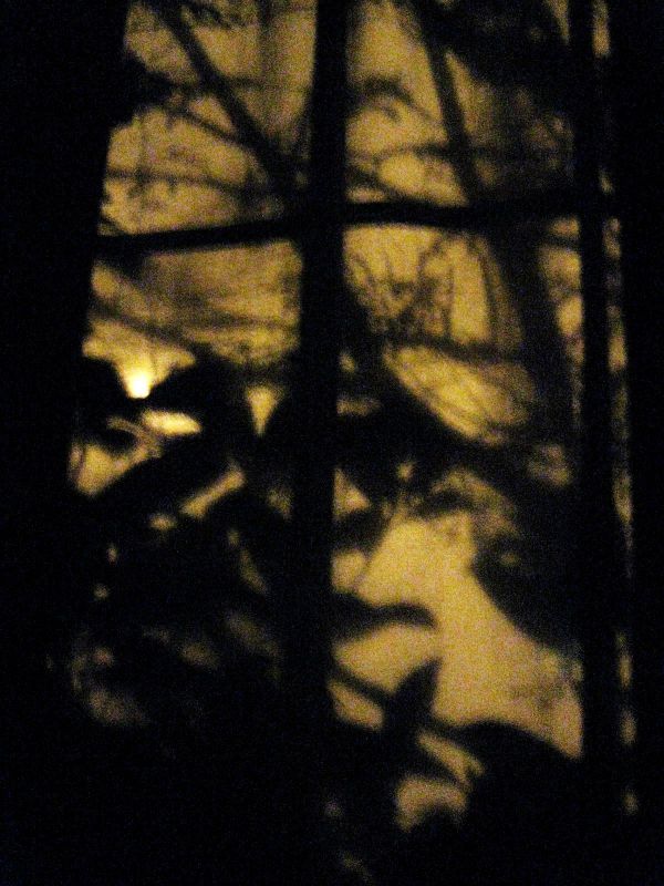 "sombras de la noche" de Alicia Tiziano