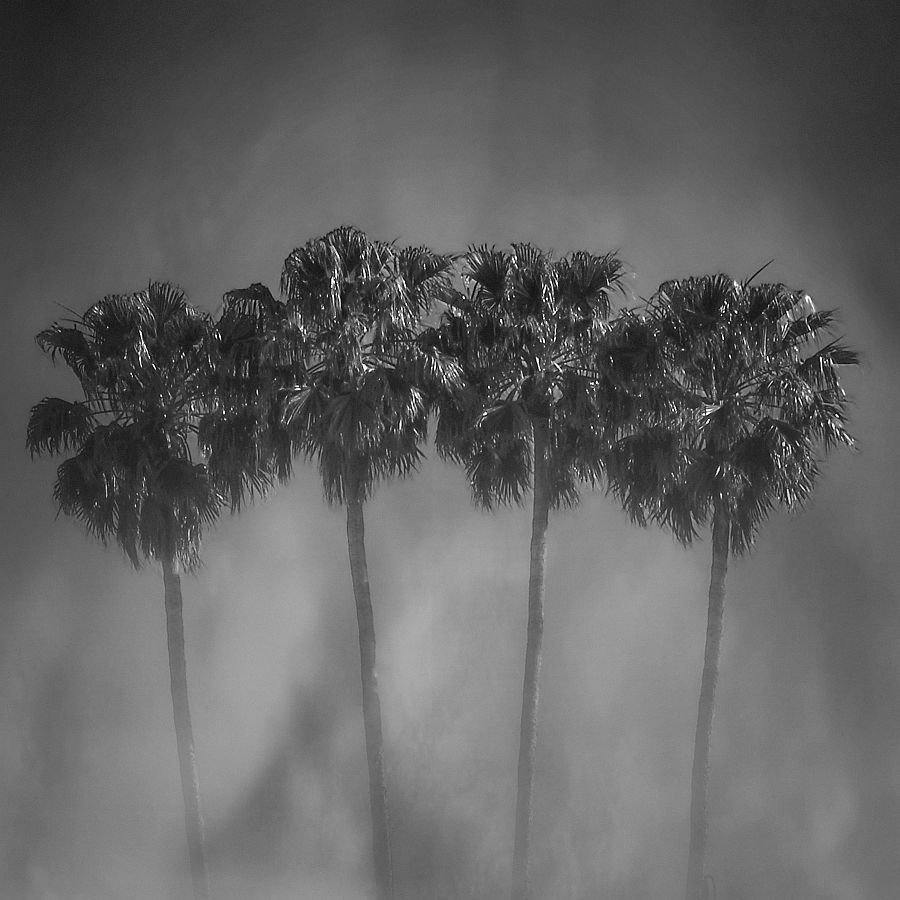 "4 palmeras" de Francisco Jos Cerd Ortiz