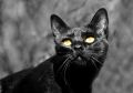 Mi gato negro con ojos amarillos