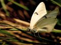 Blanca mariposa