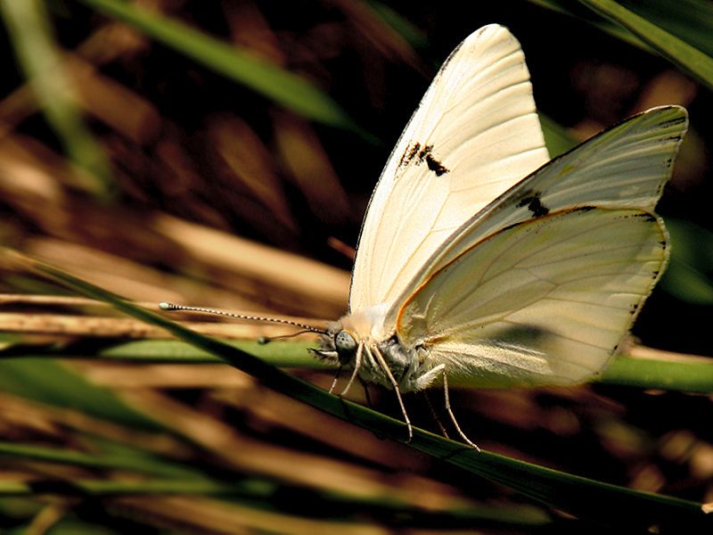 "Blanca mariposa" de Eli - Elisabet Ferrari