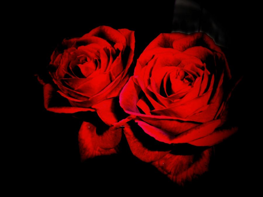 "va de regalo carmen-dos rosas rojas." de Beatriz Di Marzio