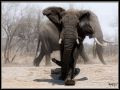 Elefant-Kruger