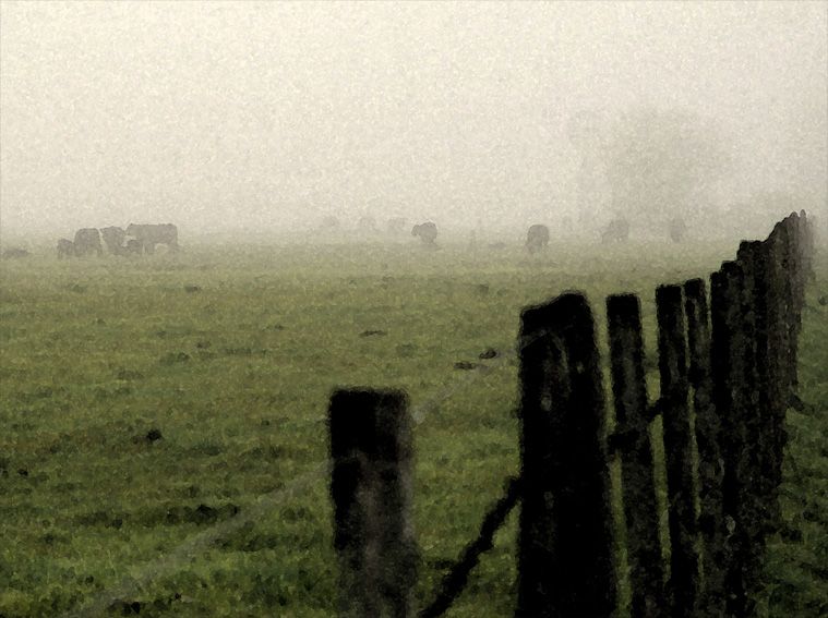 "campo y niebla" de Vernica Dana