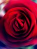 Hoy tambin flores, vrtigo de una rosa roja