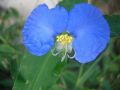 Flor azul recibiendo el rocio de la maana