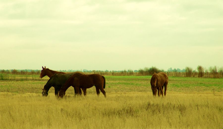 "caballos" de Vernica Dana