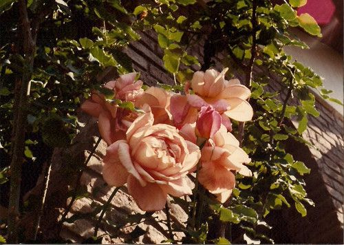 "Rosas en el recuerdo" de Ana Vaccari