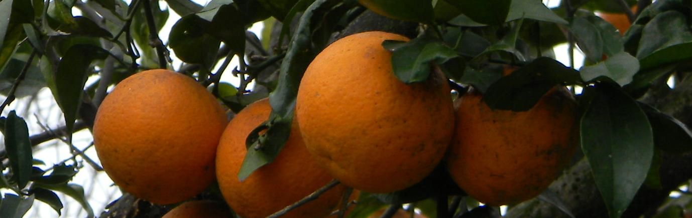 "Panoramica de naranjas" de Adolfo Fioranelli