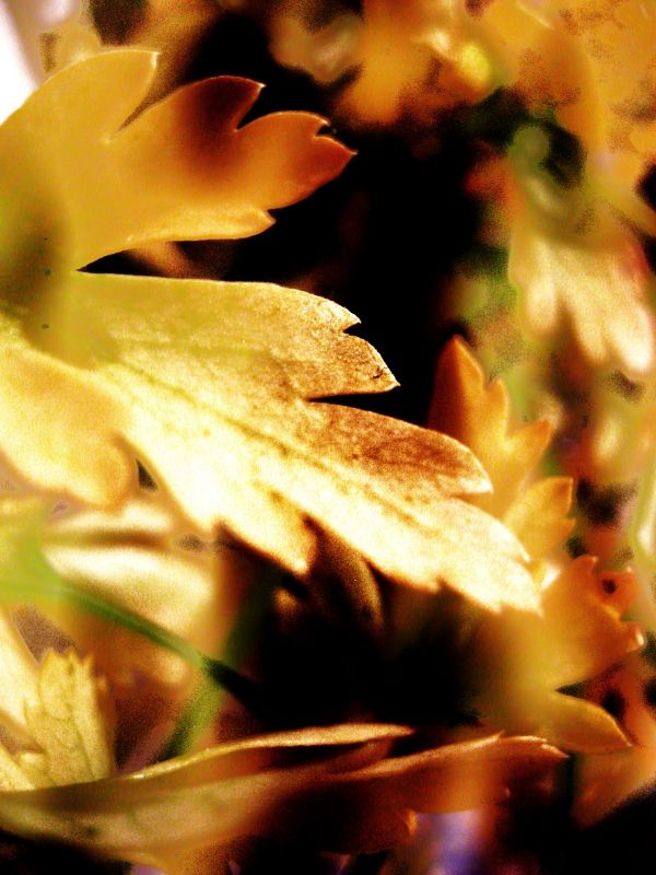 "doradas hojas" de Alicia Tiziano