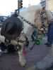 el pony del bicentenario!!!