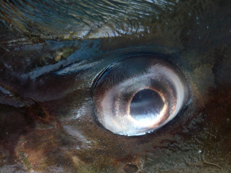 "Fish Eye" de Claudio H. Fibla