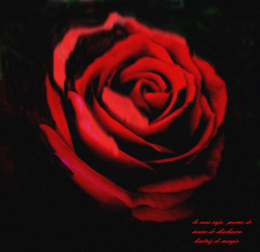 "a una rosa roja de juana ibarbourou. (modificada)" de Beatriz Di Marzio