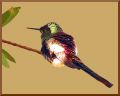 el descanso del colibri