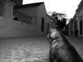 el perro que mira al gato de la calle de la memori