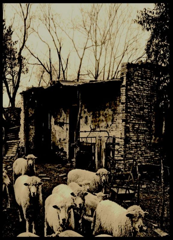 "contar ovejitas" de Vernica Dana