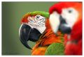 GUACAMAYO VERDE (military macaw)